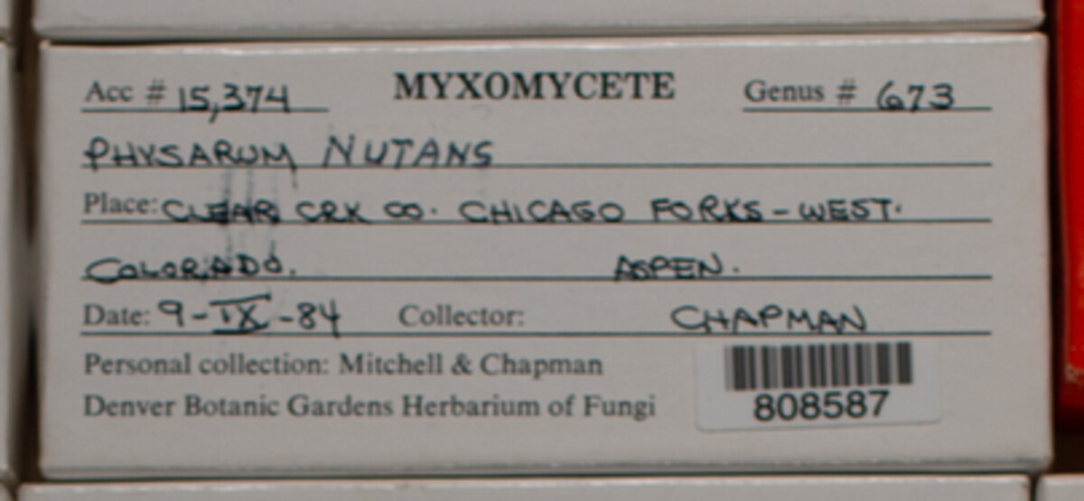 Physarum nutans image